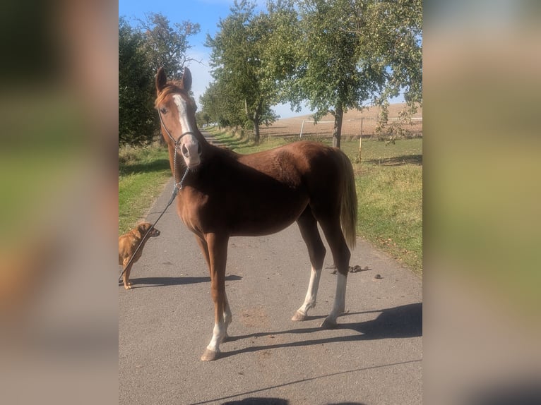 Deutsches Reitpony Mix Hengst 1 Jahr 142 cm Fuchs in Kirchworbis