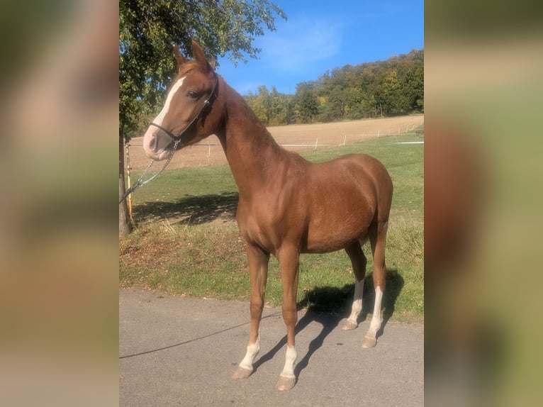 Deutsches Reitpony Mix Hengst 1 Jahr 142 cm Fuchs in Kirchworbis