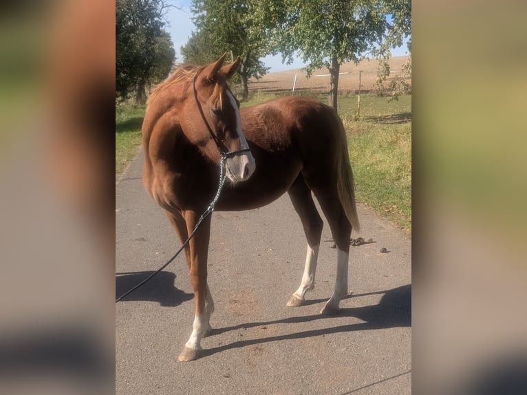 Deutsches Reitpony Mix Hengst 1 Jahr 142 cm Fuchs in Kirchworbis