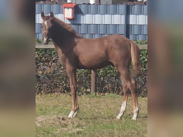 Deutsches Reitpony Hengst 1 Jahr 144 cm Fuchs in Gnarrenburg