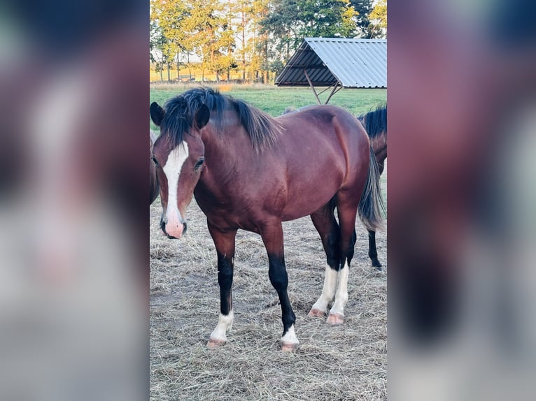 Deutsches Reitpony Mix Hengst 1 Jahr 145 cm Brauner in Grimma