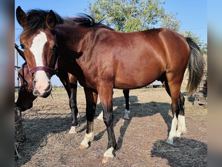 Deutsches Reitpony Mix Hengst 1 Jahr 145 cm Brauner in Grimma