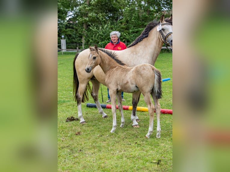 Deutsches Reitpony Hengst 1 Jahr 145 cm in Dunum