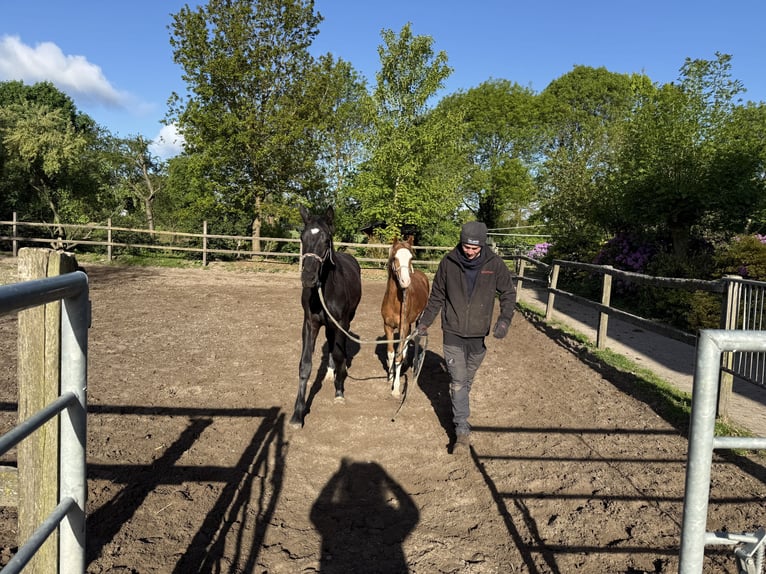 Deutsches Reitpony Hengst 1 Jahr 145 cm Fuchs in Dötlingen