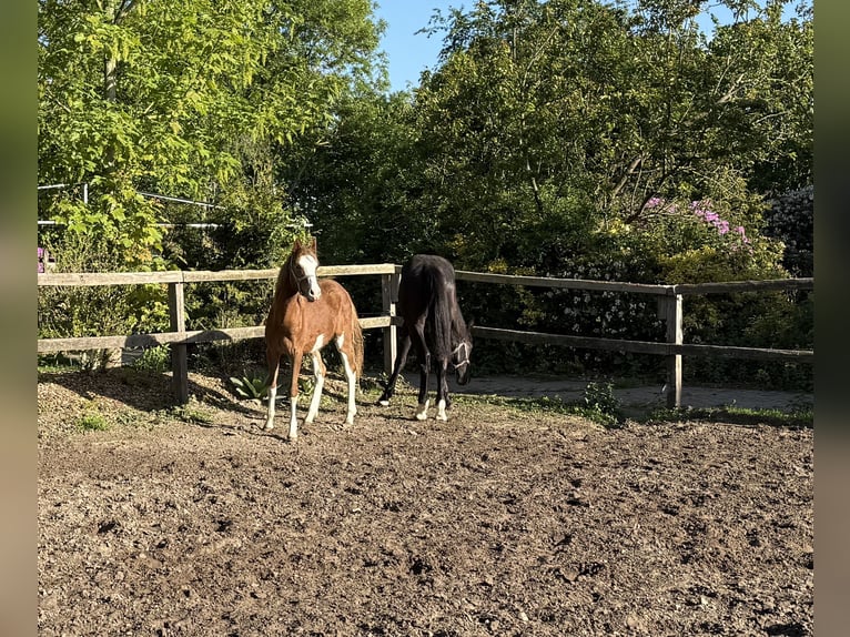 Deutsches Reitpony Hengst 1 Jahr 145 cm Fuchs in Dötlingen