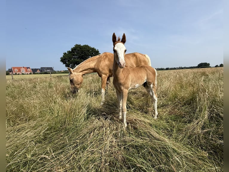 Deutsches Reitpony Hengst 1 Jahr 145 cm Fuchs in Dötlingen
