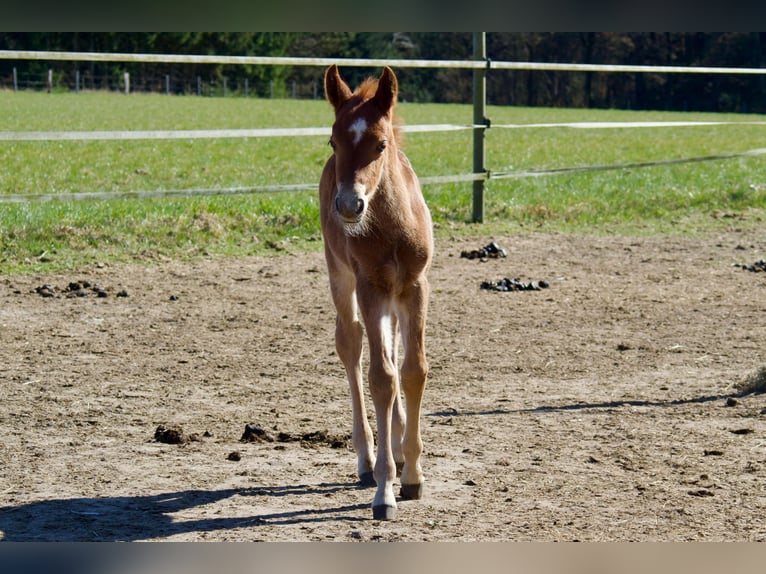 Deutsches Reitpony Hengst 1 Jahr 145 cm Fuchs in Jesteburg