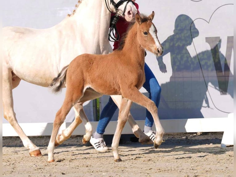 Deutsches Reitpony Hengst 1 Jahr 145 cm Palomino in Krombach