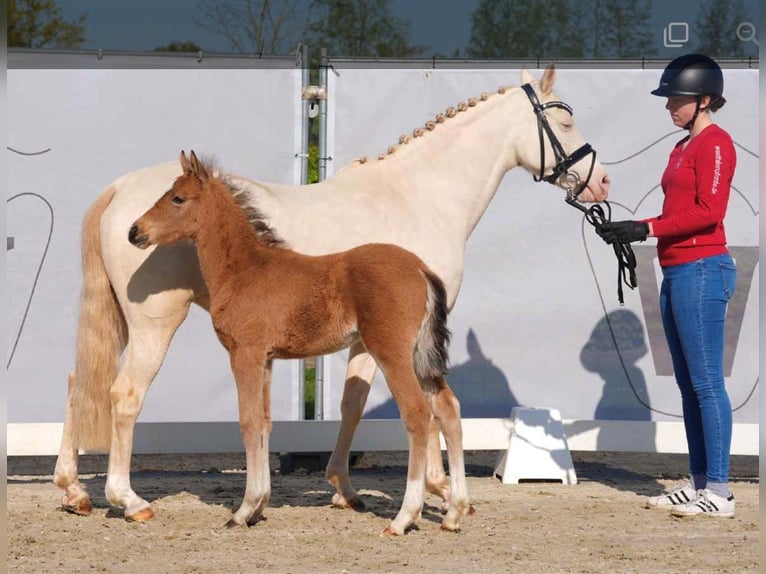 Deutsches Reitpony Hengst 1 Jahr 145 cm Palomino in Krombach