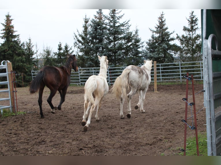 Deutsches Reitpony Hengst 1 Jahr 145 cm Palomino in DahmetalDahme/Mark