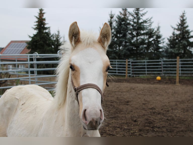 Deutsches Reitpony Hengst 1 Jahr 145 cm Palomino in DahmetalDahme/Mark