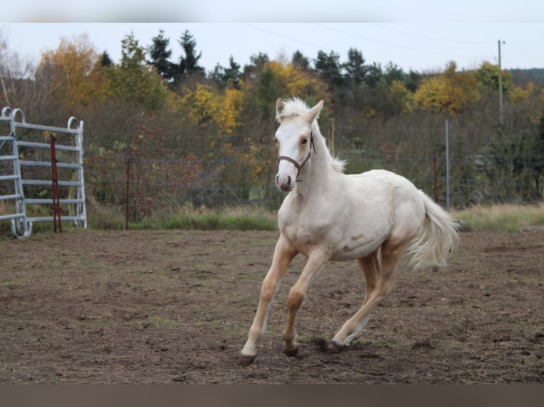 Deutsches Reitpony Hengst 1 Jahr 145 cm Palomino in DahmetalDahme/Mark