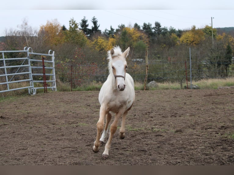 Deutsches Reitpony Hengst 1 Jahr 145 cm Palomino in DahmetalDahme/Mark