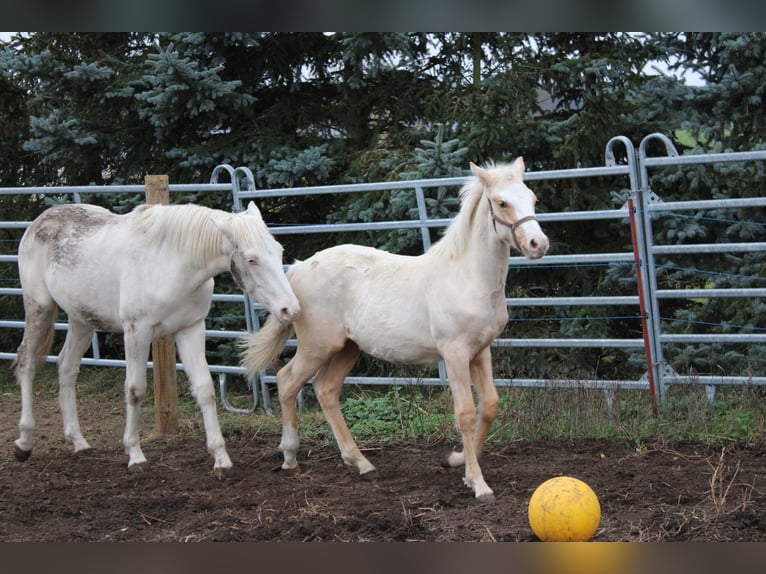 Deutsches Reitpony Hengst 1 Jahr 145 cm Palomino in DahmetalDahme/Mark