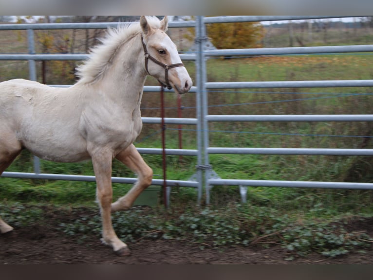 Deutsches Reitpony Hengst 1 Jahr 145 cm Palomino in DahmetalDahme/Mark