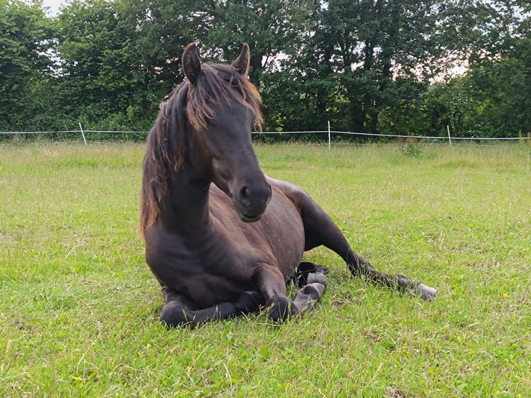 Deutsches Reitpony Hengst 1 Jahr 145 cm Rappe in PrasdorfProbsteierhagen Deutsches Reitpony Hengst 1 Jahr 145 cm Rappe in PrasdorfProbsteierhagen