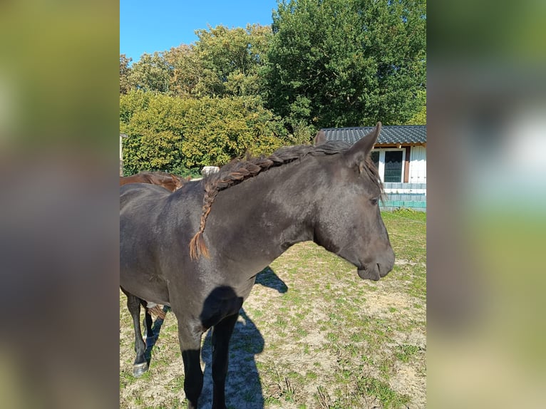 Deutsches Reitpony Hengst 1 Jahr 145 cm Rappe in PrasdorfProbsteierhagen Deutsches Reitpony Hengst 1 Jahr 145 cm Rappe in PrasdorfProbsteierhagen