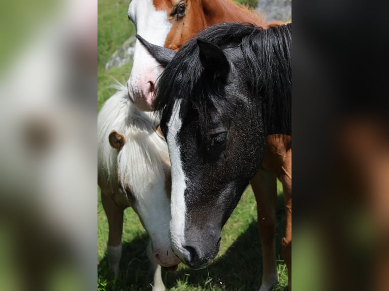 Deutsches Reitpony Mix Hengst 1 Jahr 145 cm Schecke in Steinen