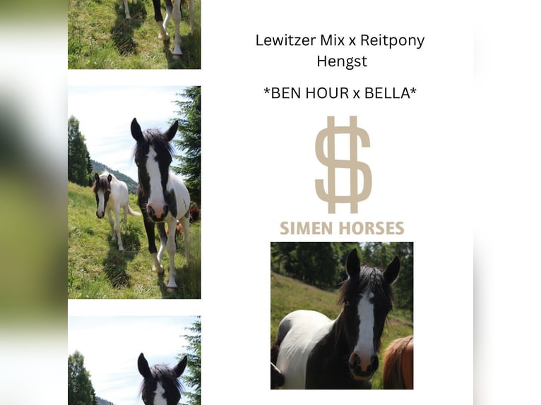 Deutsches Reitpony Mix Hengst 1 Jahr 145 cm Schecke in Steinen