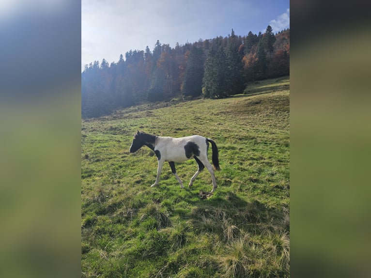 Deutsches Reitpony Mix Hengst 1 Jahr 145 cm Schecke in Steinen