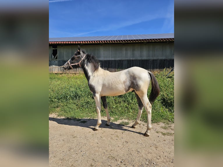 Deutsches Reitpony Mix Hengst 1 Jahr 145 cm Schecke in Steinen