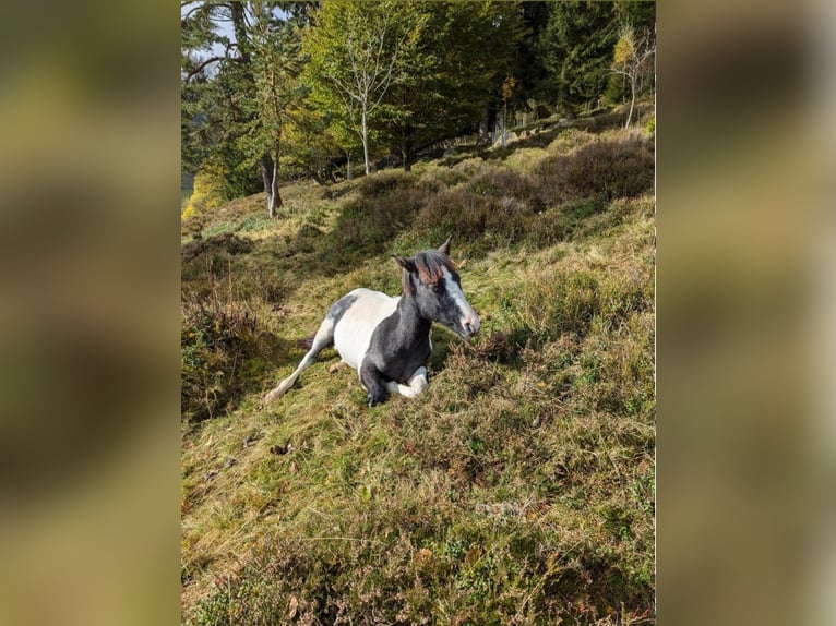 Deutsches Reitpony Mix Hengst 1 Jahr 145 cm Schecke in Steinen
