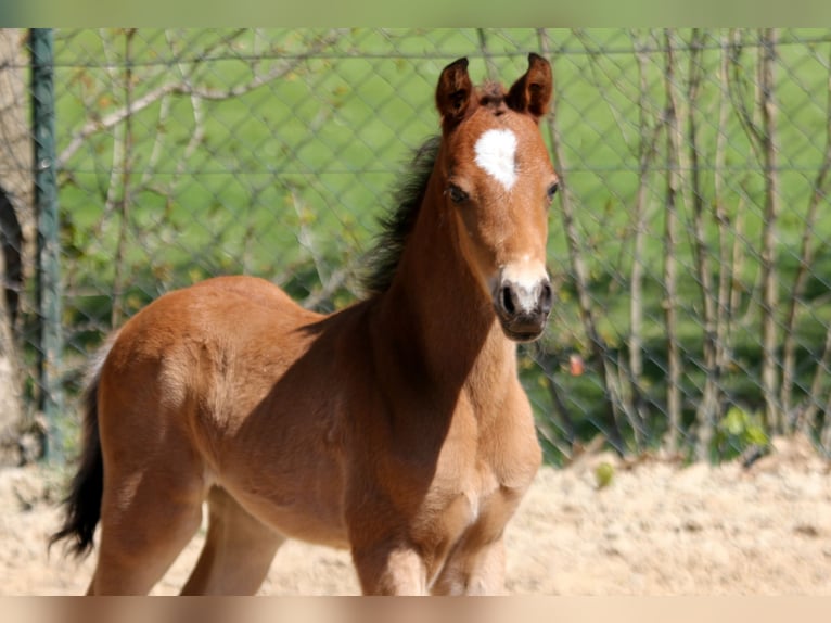 Deutsches Reitpony Hengst 1 Jahr 146 cm Brauner in Kutenholz