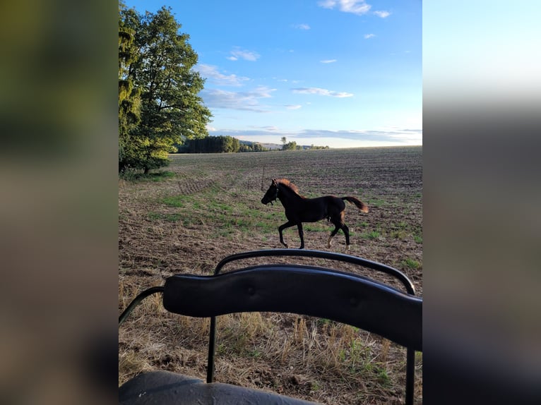 Deutsches Reitpony Hengst 1 Jahr 146 cm Dunkelbrauner in Schneidenbach