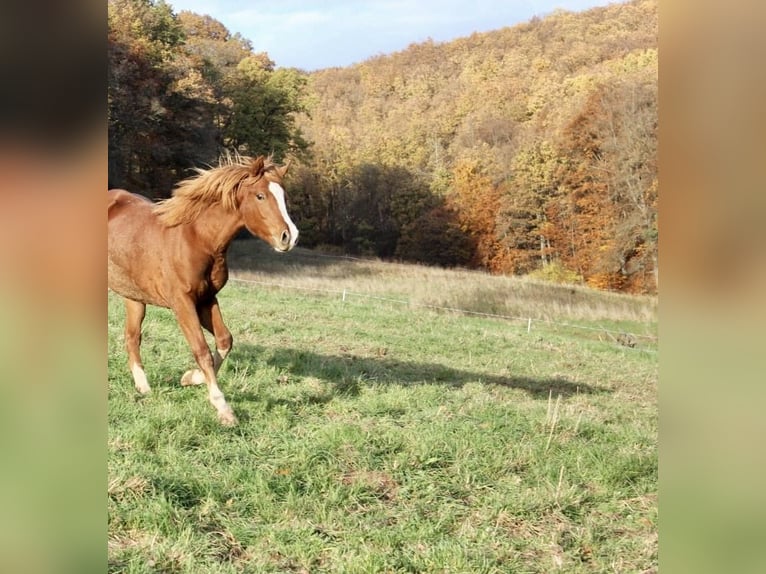 Deutsches Reitpony Hengst 1 Jahr 146 cm Fuchs in Wehretal
