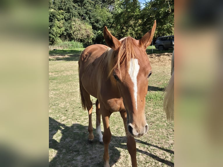 Deutsches Reitpony Hengst 1 Jahr 146 cm Fuchs in Vienenburg