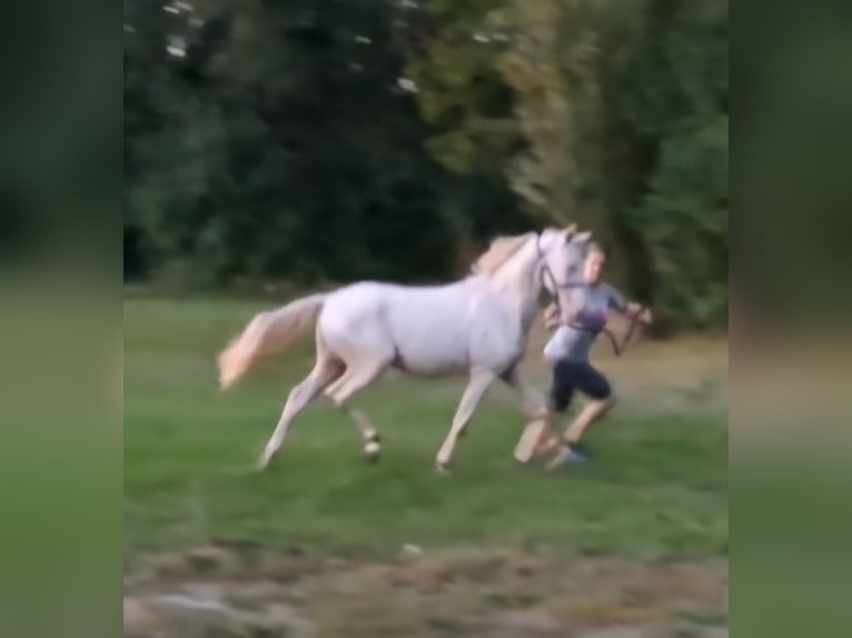 Deutsches Reitpony Hengst 1 Jahr 146 cm Perlino in Sömmerda OT Schillingstedt