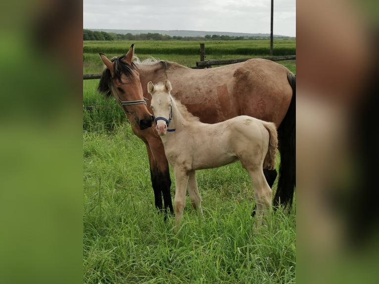 Deutsches Reitpony Hengst 1 Jahr 146 cm Perlino in Sömmerda OT Schillingstedt