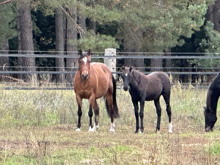 Deutsches Reitpony Hengst 1 Jahr 146 cm Rappe in Ziesar