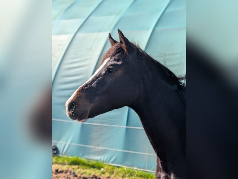 Deutsches Reitpony Hengst 1 Jahr 147 cm Brauner in Hankensbüttel