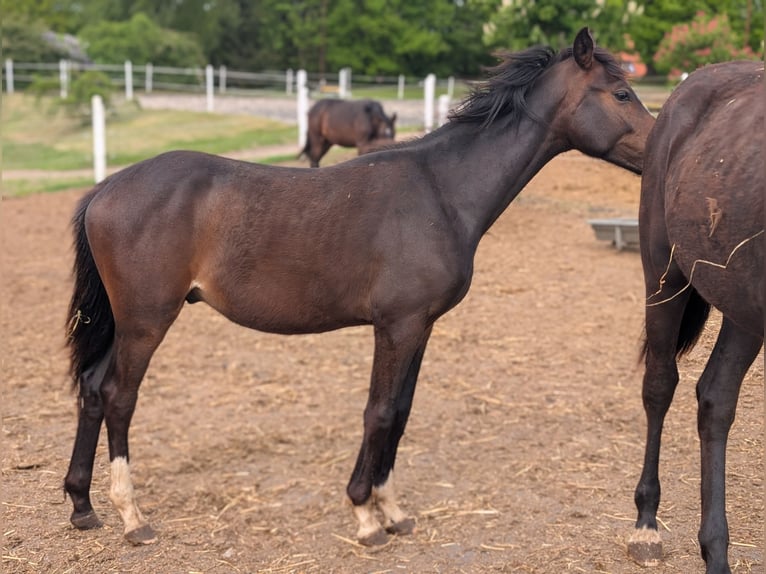Deutsches Reitpony Hengst 1 Jahr 147 cm Brauner in Hankensbüttel