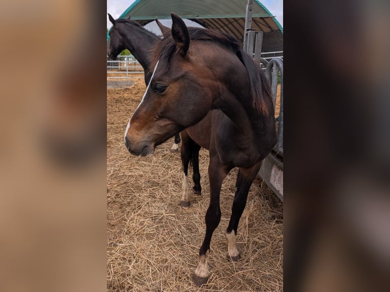 Deutsches Reitpony Hengst 1 Jahr 147 cm Brauner in Hankensbüttel