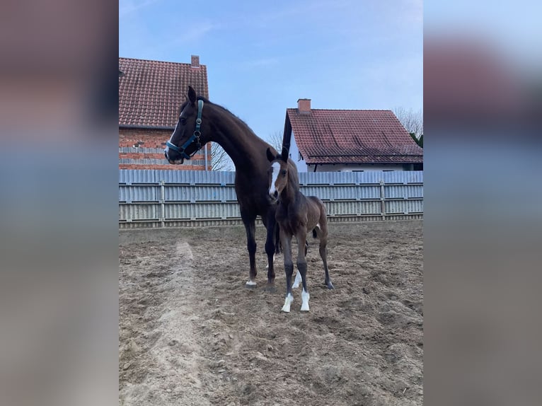 Deutsches Reitpony Hengst 1 Jahr 147 cm Brauner in Hankensbüttel