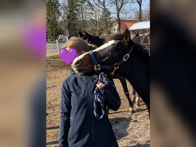 Deutsches Reitpony Hengst 1 Jahr 147 cm Brauner in Hankensbüttel