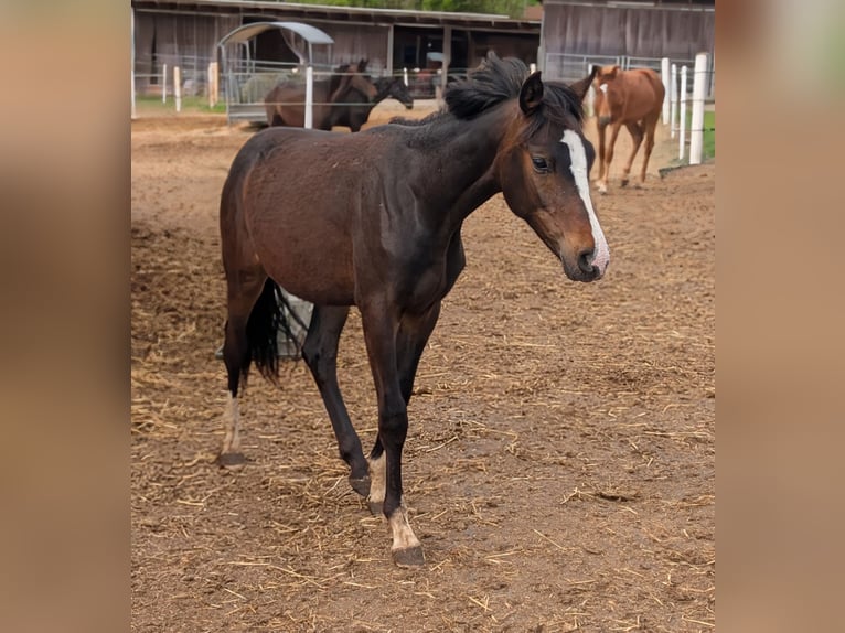 Deutsches Reitpony Hengst 1 Jahr 147 cm Brauner in Hankensbüttel