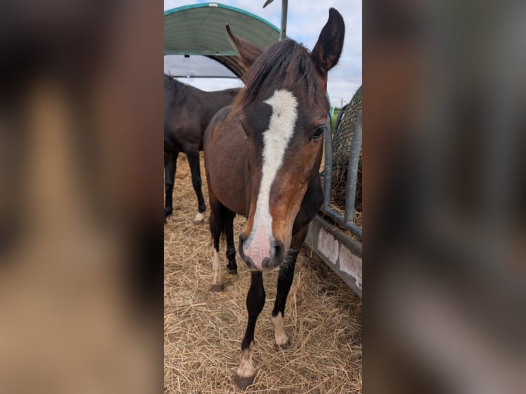 Deutsches Reitpony Hengst 1 Jahr 147 cm Brauner in Hankensbüttel