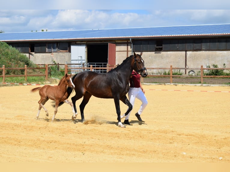 Deutsches Reitpony Hengst 1 Jahr 147 cm Fuchs in Wegeleben