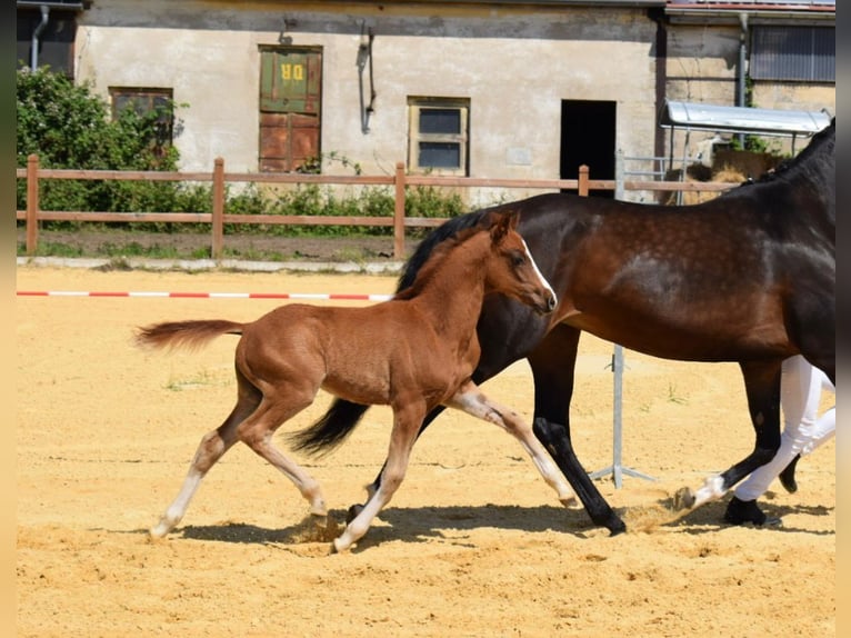 Deutsches Reitpony Hengst 1 Jahr 147 cm Fuchs in Wegeleben