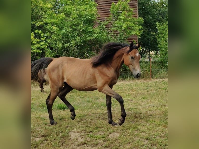 Deutsches Reitpony Hengst 1 Jahr 147 cm Schimmel in Planebruch