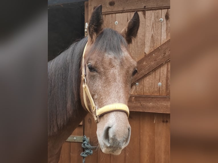 Deutsches Reitpony Hengst 1 Jahr 147 cm Schimmel in Planebruch