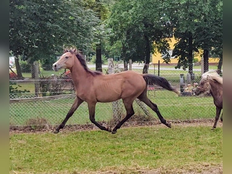 Deutsches Reitpony Hengst 1 Jahr 147 cm Schimmel in Planebruch