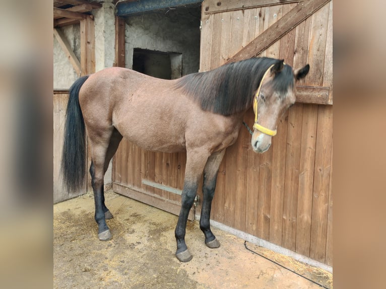 Deutsches Reitpony Hengst 1 Jahr 147 cm Schimmel in Planebruch