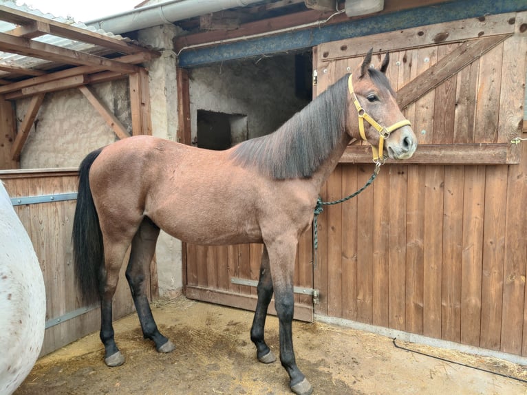 Deutsches Reitpony Hengst 1 Jahr 147 cm Schimmel in Planebruch