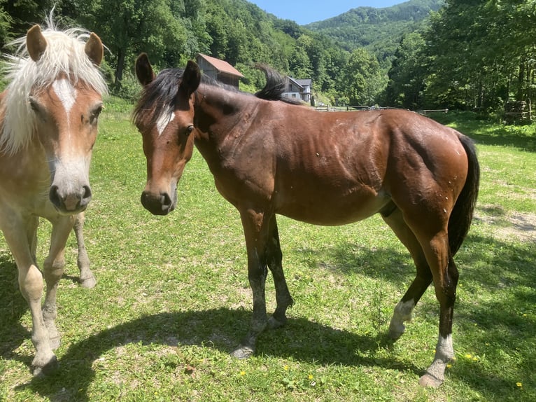 Deutsches Reitpony Hengst 1 Jahr 148 cm Brauner in St.Georgen an der Leys