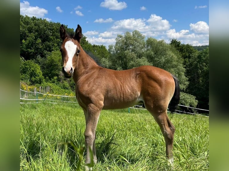 Deutsches Reitpony Hengst 1 Jahr 148 cm Brauner in Pitten