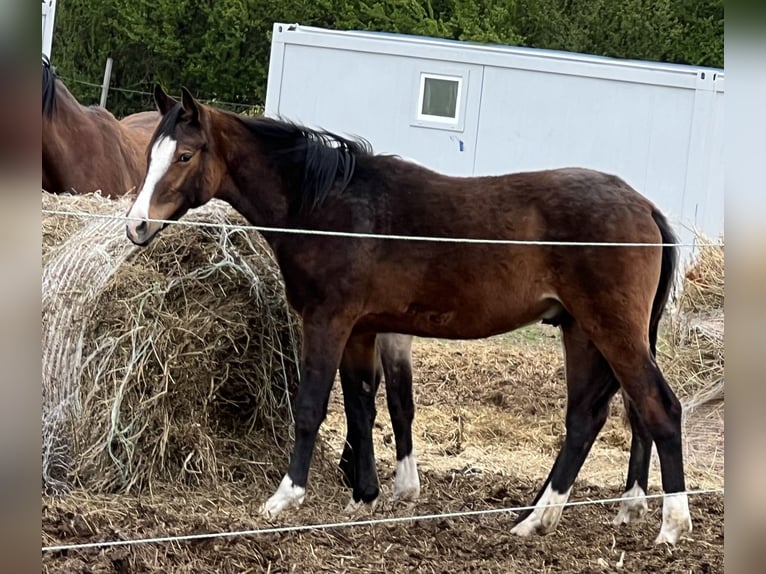 Deutsches Reitpony Hengst 1 Jahr 148 cm Brauner in Unterpetersdorf